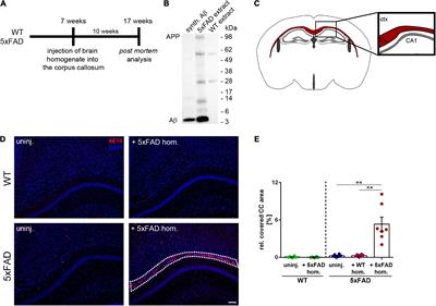 Seed-induced Aβ deposits in the corpus callosum disrupt white matter integrity in a mouse model of Alzheimer’s disease